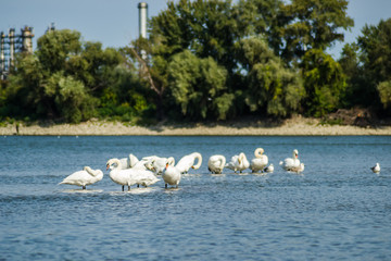A flock of birds on the Danube River in Novi Sad