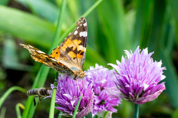 Butterfly on clover flower. A bee flies to the flower_