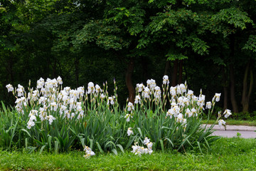 White irises on a flowerbed in the park on a background of trees_