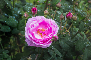 Pink rose and buds with raindrops on the bushes_