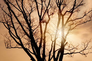Silhouette of dry tree and sunlight shining at twilight.