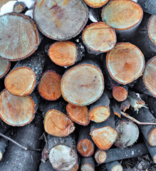 Fototapeta premium A background of fresh cut timber in the winter forest
