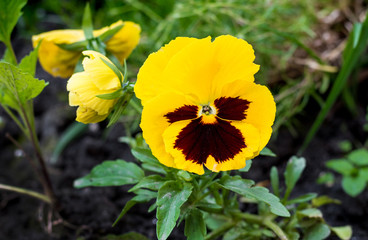 Yellow violet in the forest. Spring and summer flowers_