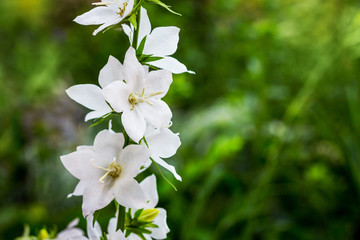 White decorative flowers on green blurred background_