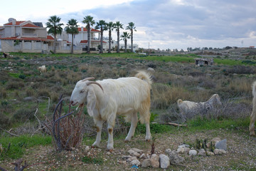 Obraz premium Mediterranean coast near Paphos in winter