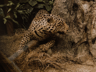 stuffed animal leopard inside a museum