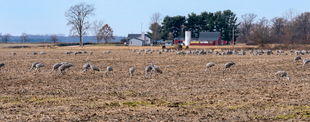 Many Sandhill Cranes, Antigone canadensis, in an Indiana farm field during their annual fall migration. 