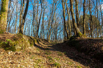 Oak forest on a sunny winter day. Galicia, Spain.