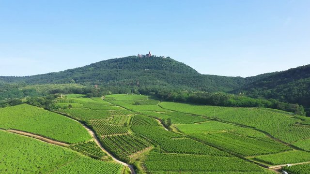 Vignes vosgiennes vues de dessus, le Ch&acirc;teau du Haut-K&oelig;nigsbourg et les Vosges en arri&egrave;re-plan lors d&rsquo;une journ&eacute;e avec le Soleil