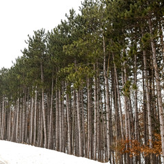 Fototapeta premium winter snow trees and farmland