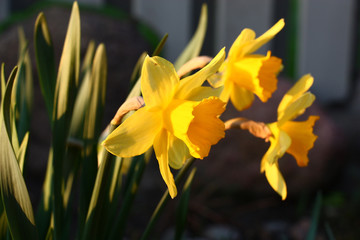 Obraz premium Three yellow flowers and leaves of a narcissus in sunshine of the spring evening sun.