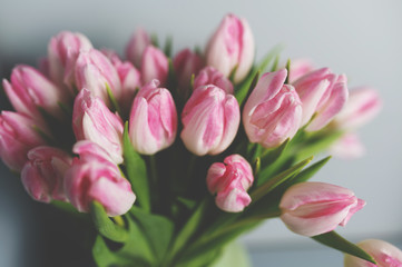 bouquet of Pink tulips in a floral shop
