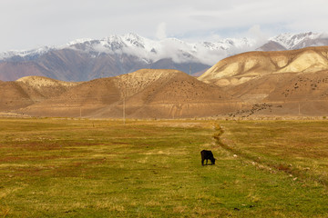 cow grazes in a meadow near the mountains, Jumgal District, kyrgyzstan