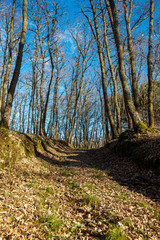 Fototapeta na wymiar Oak forest on a sunny winter day. Galicia, Spain.