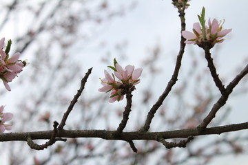 Beautiful cherry flower blossomed on a tree