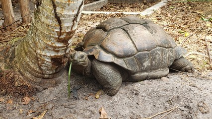 Tortue terrestre des Seychelles