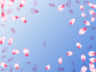 Spring blossom isolated petals flying