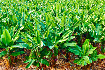 Banana trees in the garden