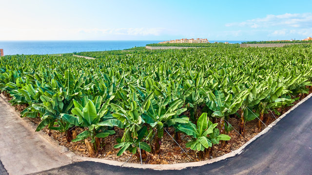 Banana Plantation In Tenerife