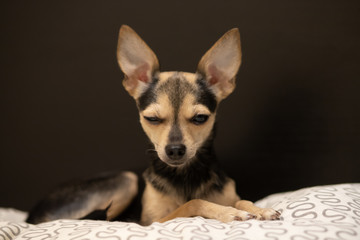 Dog toy terrier with big ears winks an eye