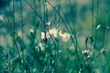 Wildflowers