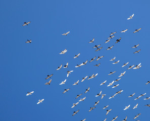 flock of flying pigeons