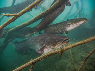 Catfish in lake Bled