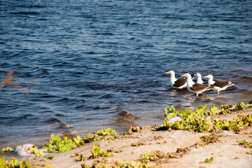 seagulls by the pond, group of seagulls
