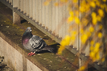 pigeon on the street
