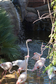 Greater flamingos birds in a natural park