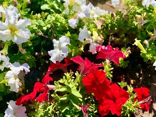 Petunia flowers in the garden united arab emirates 