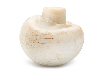 one champignon mushroom