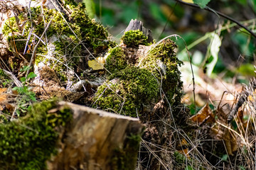 Zaitsev rocks in the Rostov region in Krasnosulinsky district, stone natural structures of large size, green and damp mosses among the vegetation, unusual species for walking.