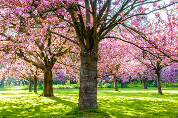 Fototapeta premium A row of blossoming Japanese cherry trees in a grassy meadow by a sunny spring afternoon, with branches laden with clusters of pink flowers.