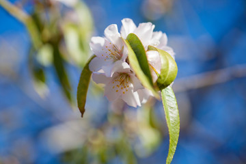 almond blossom background