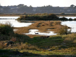Marais salants de Guérande