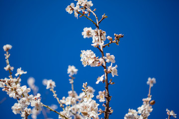 almond blossom background