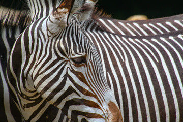 Fototapeta na wymiar Details of a head and neck of a zebra
