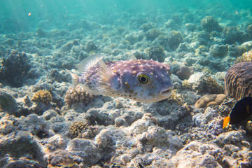 Naklejka na ściany i meble Puffer Fish, Blow Fish (Tetraodontidae) swimming through the beautiful coral reefs of egypts red sea close to Marsa Alam