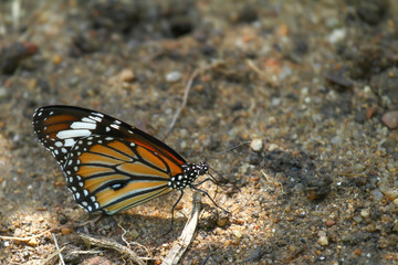 Fototapeta na wymiar a monarch butterfly, danaus plexippus, sitting on a sandy ground
