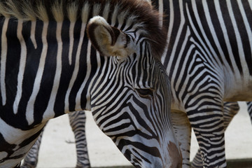 Details of a head and neck of a zebra