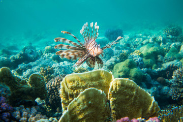 Lionfish (Pterois) in the coral reefs of egypts read sea close to Marsa Alam 