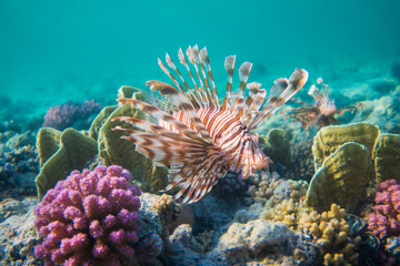 Naklejka na ściany i meble Lionfish (Pterois) in the coral reefs of egypts read sea close to Marsa Alam 