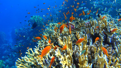 Beatiful coral reefs of egypts red sea close to Marsa Alam