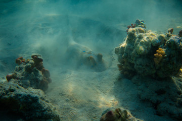 The bluespotted ribbontail ray (Taeniura lymma) in egypts red sea close to Marsa Alam searching for food in the sand