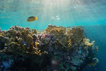 Beatiful coral reefs of egypts red sea close to Marsa Alam