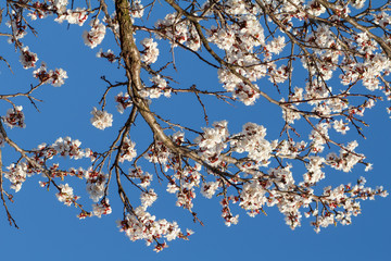 Branches of apricot tree in the period of spring flowering.