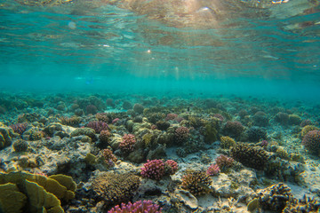 Beatiful coral reefs of egypts red sea close to Marsa Alam