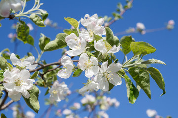 Branch of apple tree in the period of spring flowering with blue sky on the background.