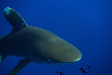 Fototapeta premium Getting close to The oceanic whitetip shark (Carcharhinus longimanus) in egypts red sea during diving elphinestone and brother islands